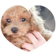 ヒメ日記 2025/07/28 07:20 投稿 かのん 横浜人妻セレブリティ（ユメオト）