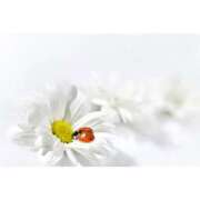 ヒメ日記 2026/02/09 17:30 投稿 かのん 横浜人妻セレブリティ（ユメオト）