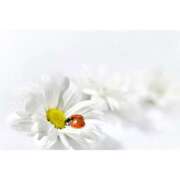 ヒメ日記 2026/04/09 17:30 投稿 かのん 横浜人妻セレブリティ（ユメオト）