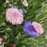 Rima(りま） '  ' AMATERAS(アマテラス)(福山)