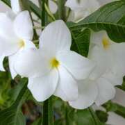 上杉　ひろみ 我が家に咲く白い花 しゅうかつ倶楽部