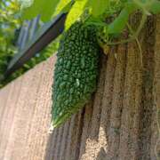 上杉　ひろみ 我が家のゴ～ヤーです しゅうかつ倶楽部