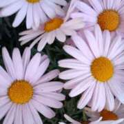 ヒメ日記 2026/02/13 17:33 投稿 上杉　ひろみ しゅうかつ倶楽部