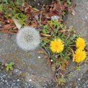 上杉　ひろみ こんにちは しゅうかつ倶楽部