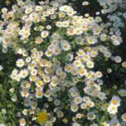 ヒメ日記 2025/06/06 11:45 投稿 ぴの・SP 西川口ティアラ