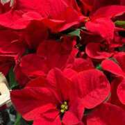 足立まなみ お詫び日記 MADAM