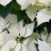 ヒメ日記 2025/12/14 18:31 投稿 足立まなみ MADAM