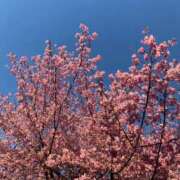 りく お休みです💦 ぷよラブ れぼりゅ～しょん