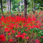 ヒメ日記 2025/09/30 00:06 投稿 涼川(すずかわ) 相模原人妻城