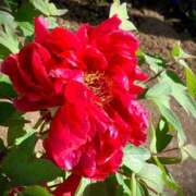 ヒメ日記 2026/04/25 10:48 投稿 涼川(すずかわ) 相模原人妻城