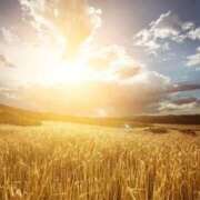 ヒメ日記 2025/10/12 22:31 投稿 かんな 熟女の風俗最終章 宇都宮店