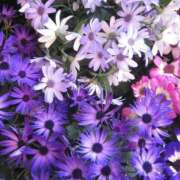 ヒメ日記 2026/01/28 10:01 投稿 かんな 熟女の風俗最終章 宇都宮店