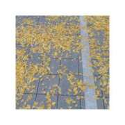 ヒメ日記 2025/11/28 15:03 投稿 うみ 手コキガールズコレクション