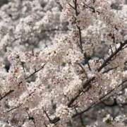 ヒメ日記 2026/04/07 14:39 投稿 ヒマリ Juicy＋(ユメオト)