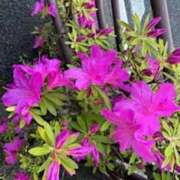 ヒメ日記 2025/04/27 09:40 投稿 甲本キキ(こうもときき) 五十路マダムエクスプレス厚木店(カサブランカグループ)