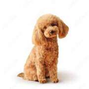 ヒメ日記 2025/04/29 08:20 投稿 甲本キキ(こうもときき) 五十路マダムエクスプレス厚木店(カサブランカグループ)