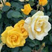 ヒメ日記 2025/05/18 15:14 投稿 甲本キキ(こうもときき) 五十路マダムエクスプレス厚木店(カサブランカグループ)