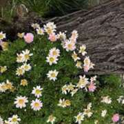 ヒメ日記 2025/05/22 23:00 投稿 甲本キキ(こうもときき) 五十路マダムエクスプレス厚木店(カサブランカグループ)