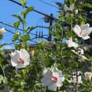 ヒメ日記 2025/07/30 22:08 投稿 甲本キキ(こうもときき) 五十路マダムエクスプレス厚木店(カサブランカグループ)