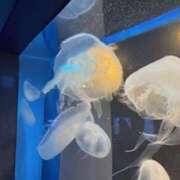 ヒメ日記 2025/08/01 08:50 投稿 甲本キキ(こうもときき) 五十路マダムエクスプレス厚木店(カサブランカグループ)