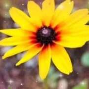 ヒメ日記 2025/11/23 05:42 投稿 甲本キキ(こうもときき) 五十路マダムエクスプレス厚木店(カサブランカグループ)