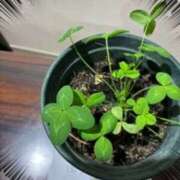 甲本キキ(こうもときき) 姫終わり 五十路マダムエクスプレス厚木店(カサブランカグループ)