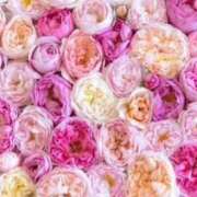 ヒメ日記 2026/02/12 12:54 投稿 甲本キキ(こうもときき) 五十路マダムエクスプレス厚木店(カサブランカグループ)