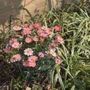 ヒメ日記 2026/04/02 19:16 投稿 甲本キキ(こうもときき) 五十路マダムエクスプレス厚木店(カサブランカグループ)