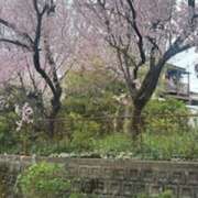 ヒメ日記 2026/04/05 19:08 投稿 甲本キキ(こうもときき) 五十路マダムエクスプレス厚木店(カサブランカグループ)