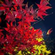 たろ こんばんわ🌙✨️ しろうとCollection