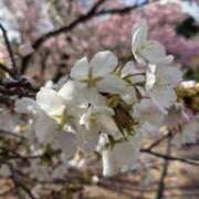 えま 4/29体験入店!!! 出勤追加します‼️ Office Love　町田店（Loveグループ）