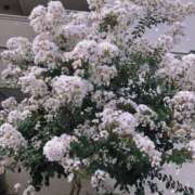 ヒメ日記 2025/08/25 11:45 投稿 ゆかり先生 女教師