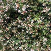 ヒメ日記 2025/08/28 10:35 投稿 ゆかり先生 女教師