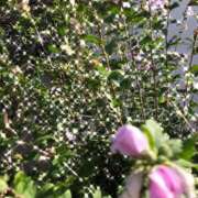 ヒメ日記 2025/08/30 12:06 投稿 ゆかり先生 女教師