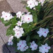 ヒメ日記 2025/08/31 11:35 投稿 ゆかり先生 女教師