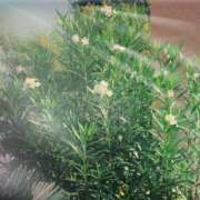 ヒメ日記 2025/08/31 15:15 投稿 ゆかり先生 女教師