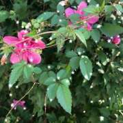 ヒメ日記 2025/09/02 17:49 投稿 ゆかり先生 女教師