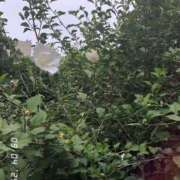 ヒメ日記 2025/09/04 10:45 投稿 ゆかり先生 女教師