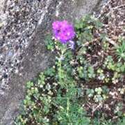 ヒメ日記 2025/09/04 15:25 投稿 ゆかり先生 女教師