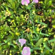 ヒメ日記 2025/09/04 17:05 投稿 ゆかり先生 女教師