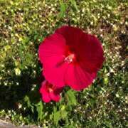 ヒメ日記 2025/09/07 15:05 投稿 ゆかり先生 女教師