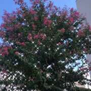 ヒメ日記 2025/09/08 13:15 投稿 ゆかり先生 女教師