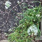 ヒメ日記 2025/09/13 10:45 投稿 ゆかり先生 女教師