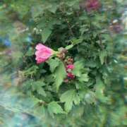 ヒメ日記 2025/09/13 13:15 投稿 ゆかり先生 女教師