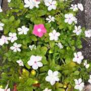 ヒメ日記 2025/09/15 21:25 投稿 ゆかり先生 女教師