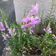 ヒメ日記 2025/09/20 10:55 投稿 ゆかり先生 女教師