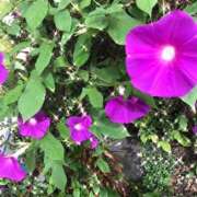 ゆかり先生 秋到来 女教師