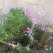 ゆかり先生 夏？ 女教師