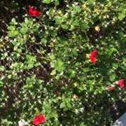 ゆかり先生 感謝 女教師