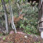 ヒメ日記 2025/05/22 22:51 投稿 すみれ influence（インフルエンス）